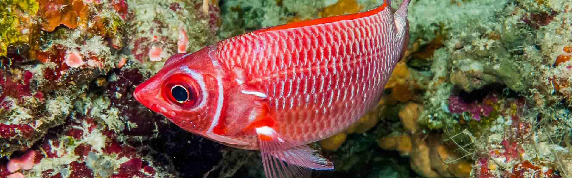 Tailspot squirrelfish